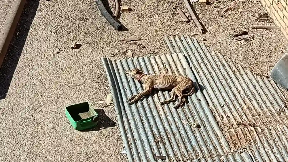 Imágenes de los galgos en El Viso del Alcor. Pacma/Lasa