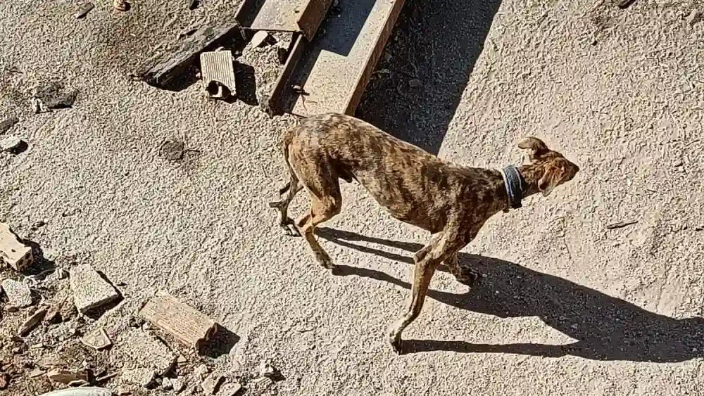 Imágenes de los galgos en El Viso del Alcor. Pacma/Lasa