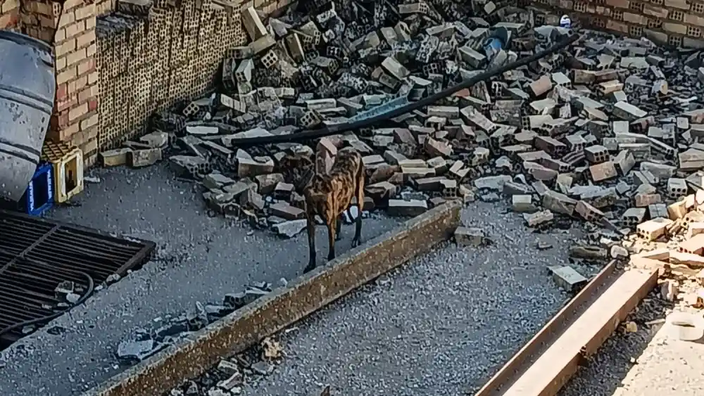 Imágenes de los galgos en El Viso del Alcor. Pacma/Lasa