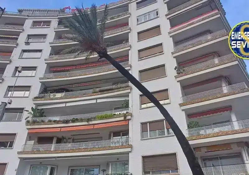 Imagen del estado de la palmera de la Plaza de Cuba antes de su tala - EMERGENCIAS SEVILLA