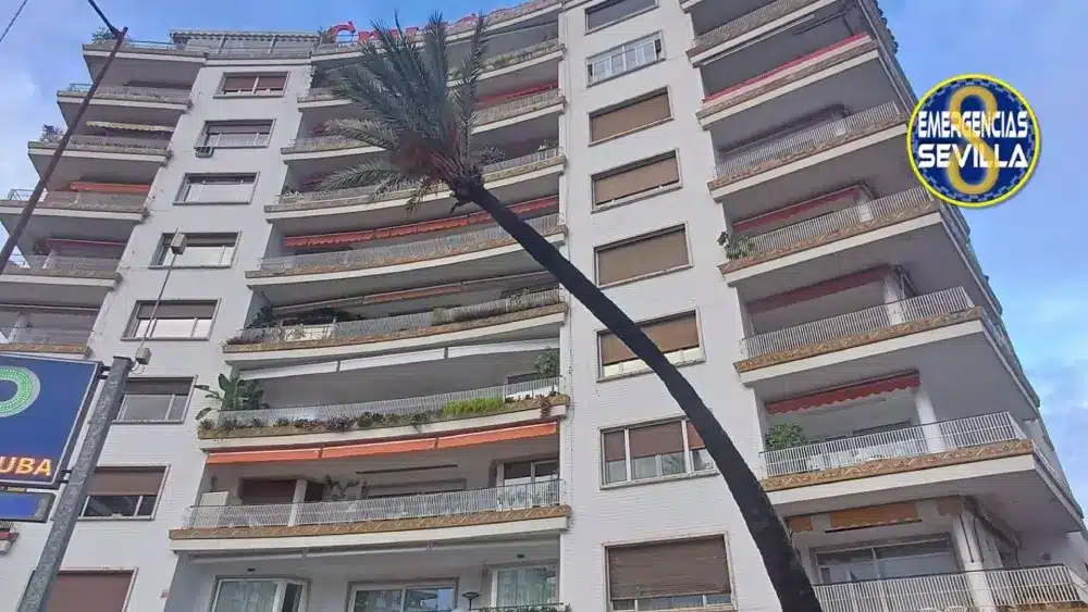 Imagen del estado de la palmera de la Plaza de Cuba antes de su tala - EMERGENCIAS SEVILLA