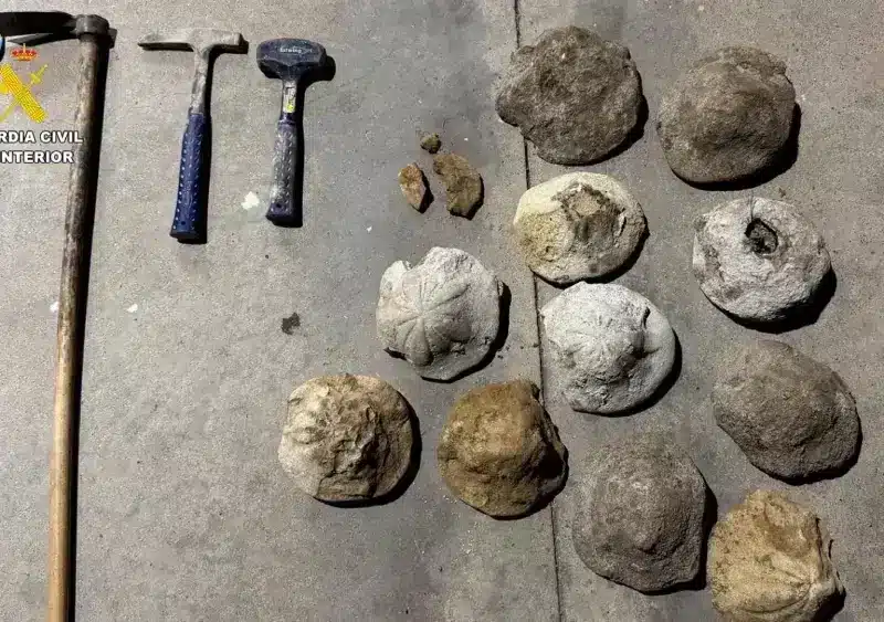 Fósiles marinos intervenidos por la Guardia Civil en Lora - GUARDIA CIVIL