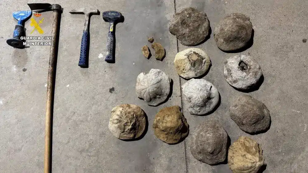 Fósiles marinos intervenidos por la Guardia Civil en Lora - GUARDIA CIVIL
