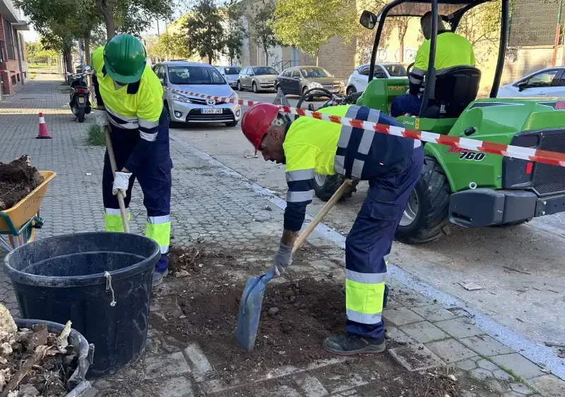 Imagen de una plantación de árboles en Sevilla - AYUNTAMIENTO DE SEVILLA