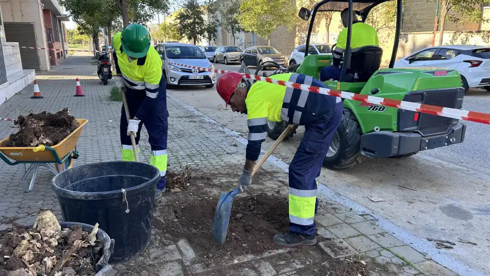 Imagen de una plantación de árboles en Sevilla - AYUNTAMIENTO DE SEVILLA