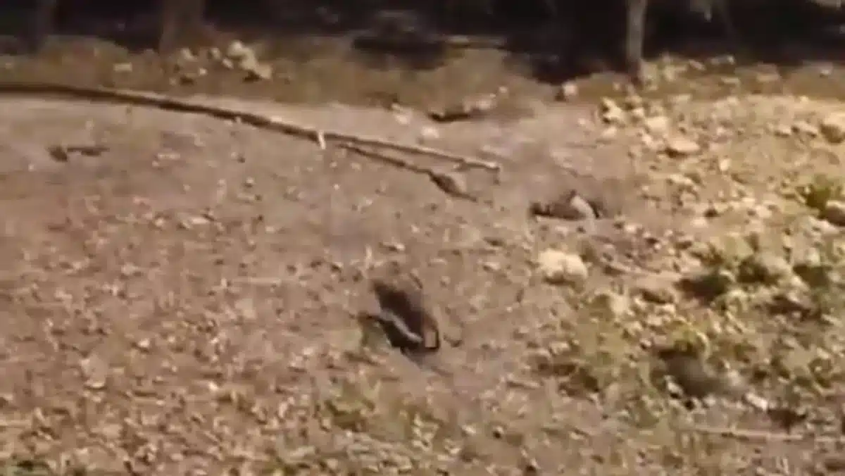 Plaga de ratas en Sevilla Este. PSOE