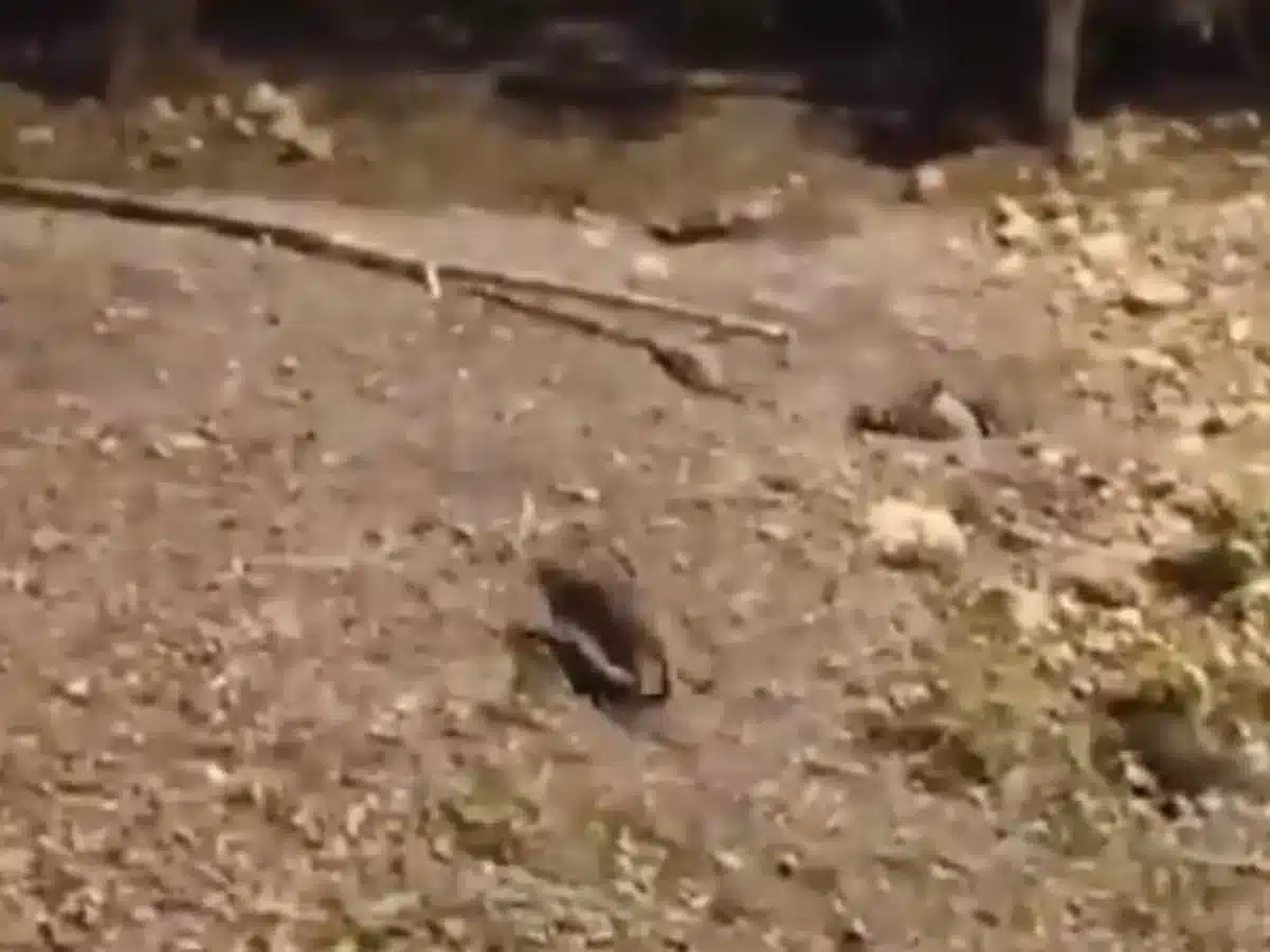 Plaga de ratas en Sevilla Este. PSOE