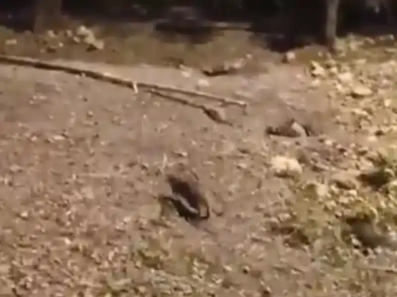 Plaga de ratas en Sevilla Este. PSOE