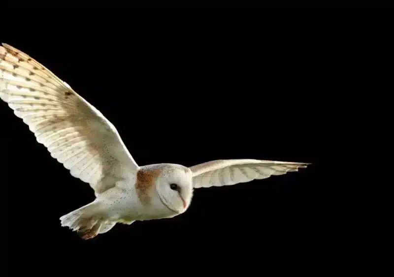 Ejemplar de lechuza blanca común. - EBD-CSIC