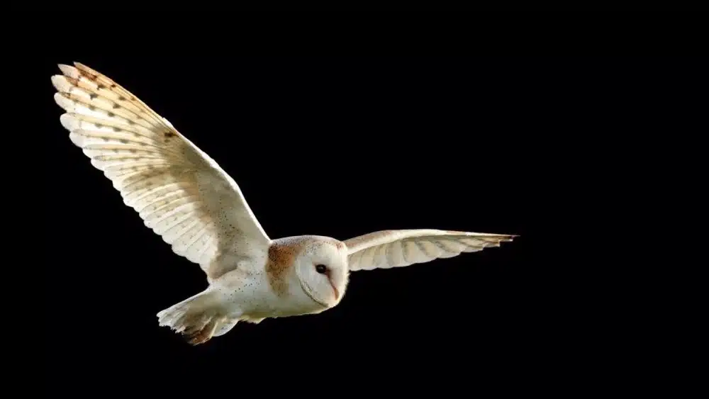 Ejemplar de lechuza blanca común. - EBD-CSIC