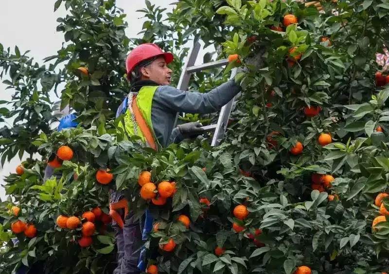 Archivo - Recogida de naranja amarga en Sevilla en la campaña de 2024. - AYUNTAMIENTO DE SEVILLA - Archivo