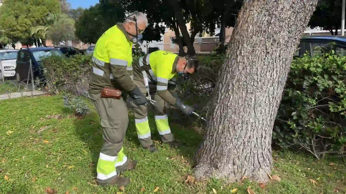 Operarios usando un tratamiento de endoterapia vegetal en un pino - AYUNTAMIENTO DE SEVILLA
