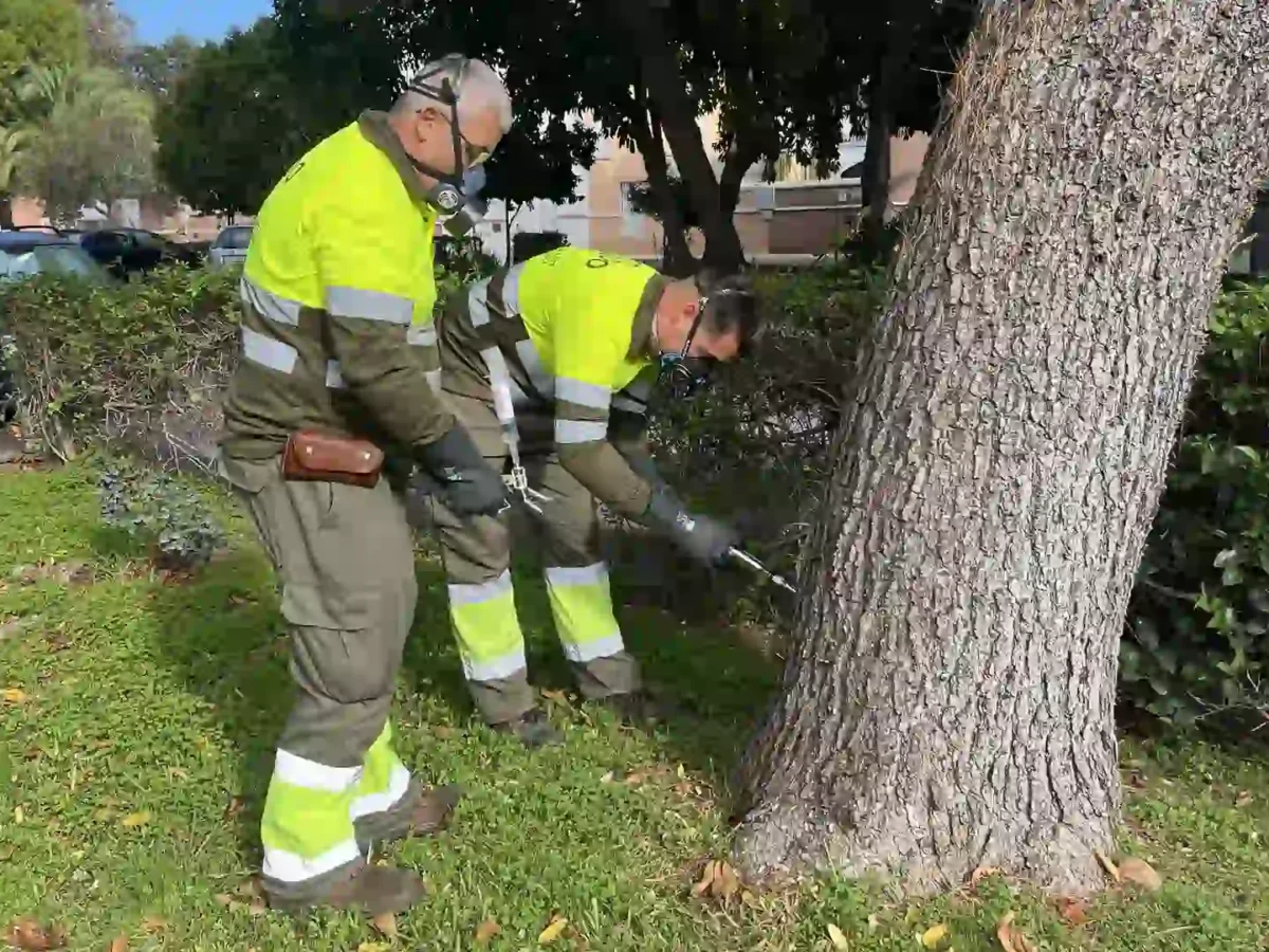 Operarios usando un tratamiento de endoterapia vegetal en un pino - AYUNTAMIENTO DE SEVILLA