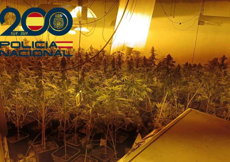 Plantaciones de marihuana «indoor». - Policía Nacional