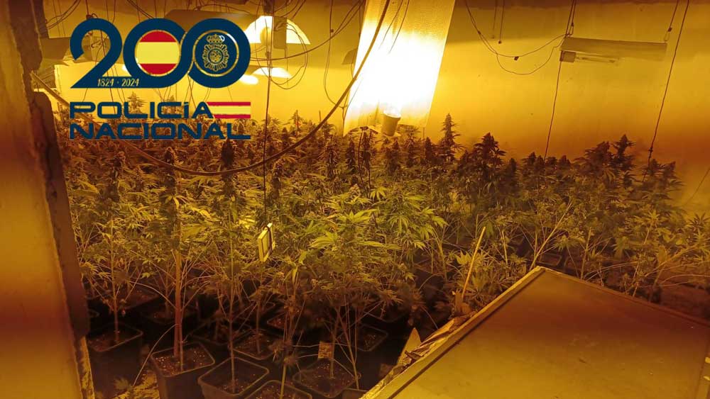Plantaciones de marihuana «indoor». - Policía Nacional