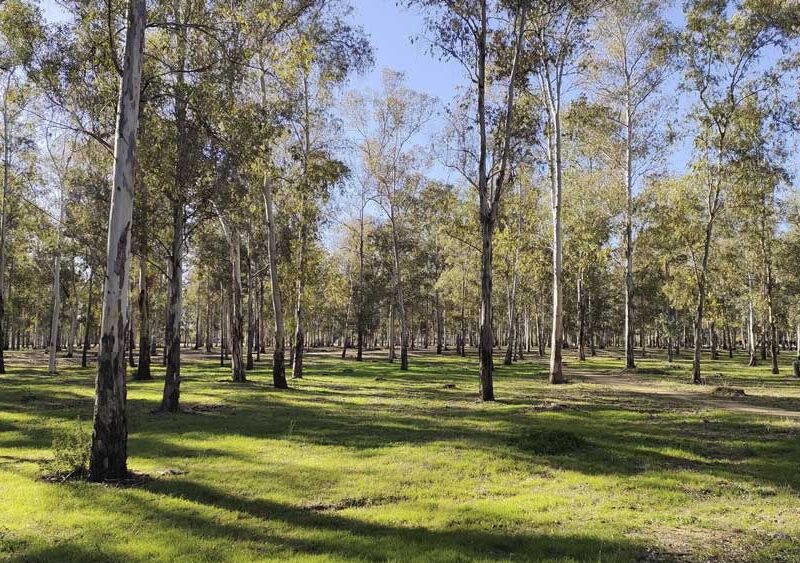 Parque del Tamarguillo