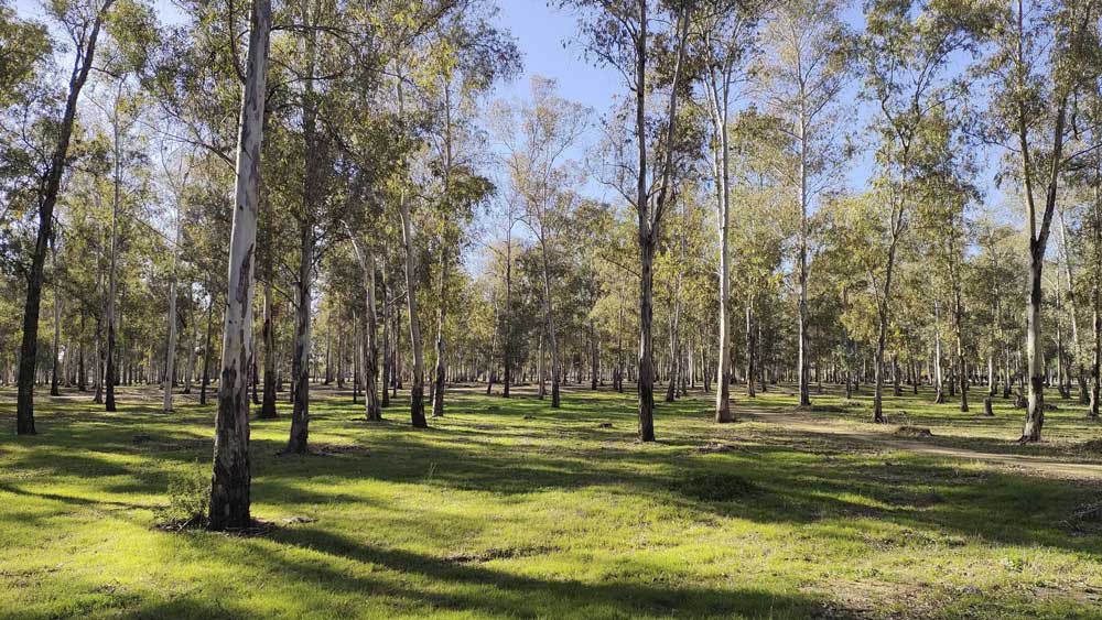 Parque del Tamarguillo