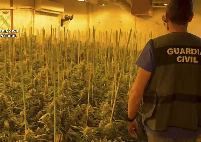 Cultivo de marihuana intervenido por la Guardia Civil en una imagen de archivo - Guardia Civil