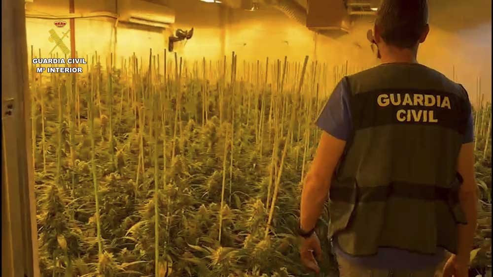 Cultivo de marihuana intervenido por la Guardia Civil en una imagen de archivo - Guardia Civil