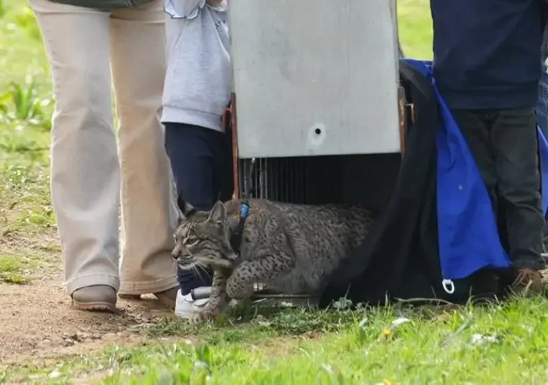 Liberación de dos ejemplares de lince ibérico en Guillena. - Francisco J.Olmo / Europa Press