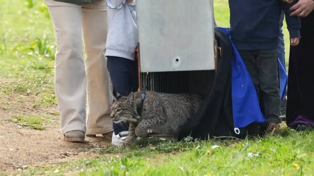 Liberación de dos ejemplares de lince ibérico en Guillena. - Francisco J.Olmo / Europa Press