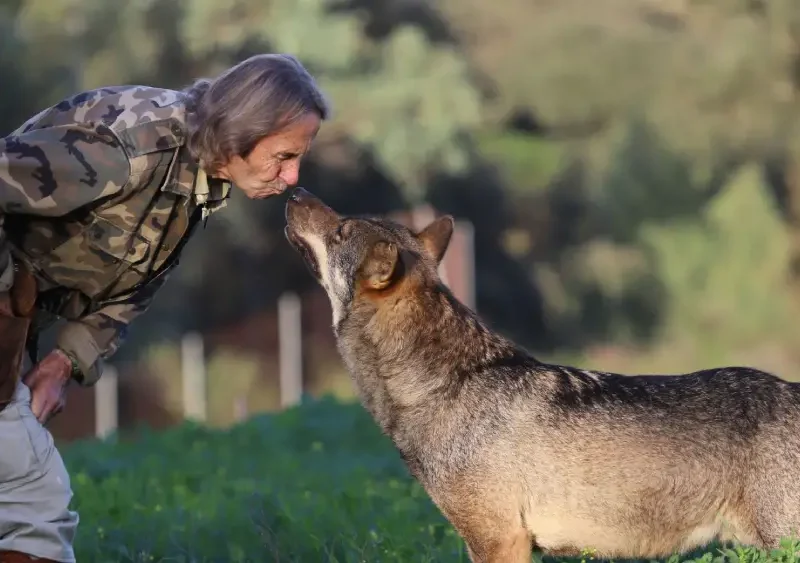 Un lobo con su cuidador en el zoológico de Guillena - Mundo Park Sevilla