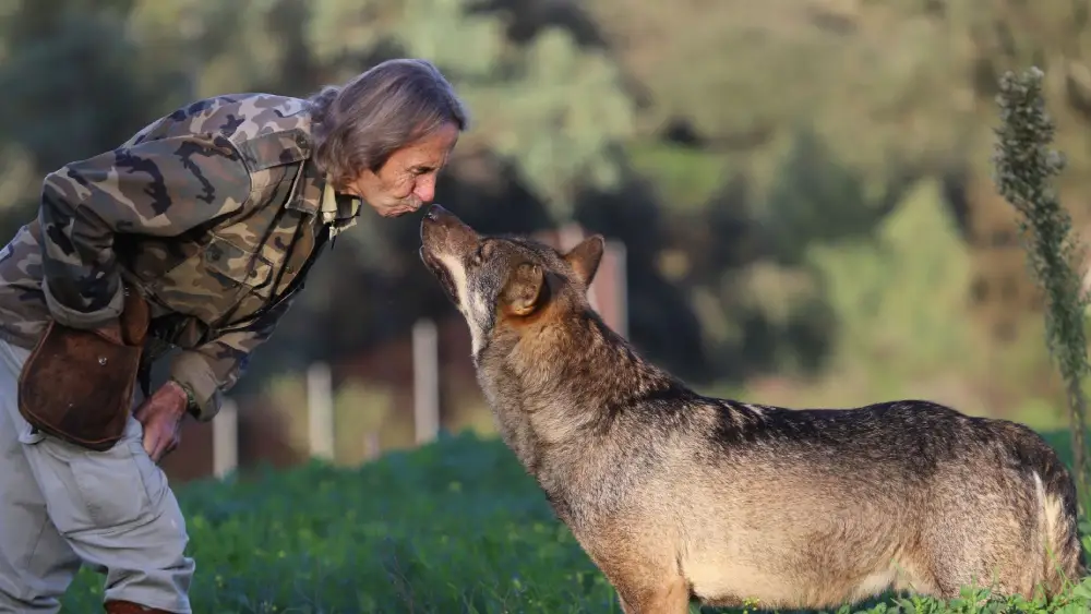 Un lobo con su cuidador en el zoológico de Guillena - Mundo Park Sevilla