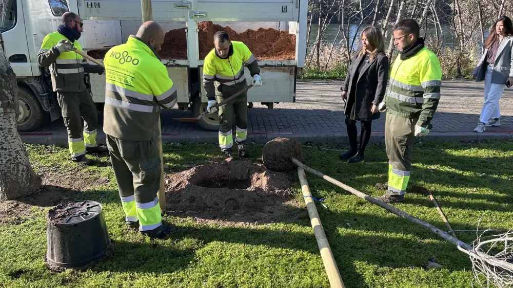 Imagen de la plantación en el parque de San Jerónimo - Ayuntamiento de Sevilla