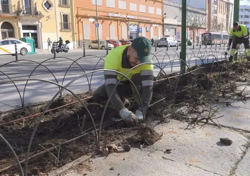 Tareas para revitalizar y proteger los parterres de Muñoz León, junto a la Muralla de la Macarena - Ayuntamiento de Sevilla