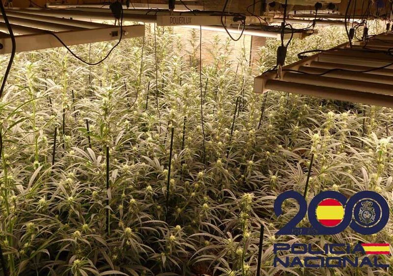 Plantación de marihuana. - Policía Nacional