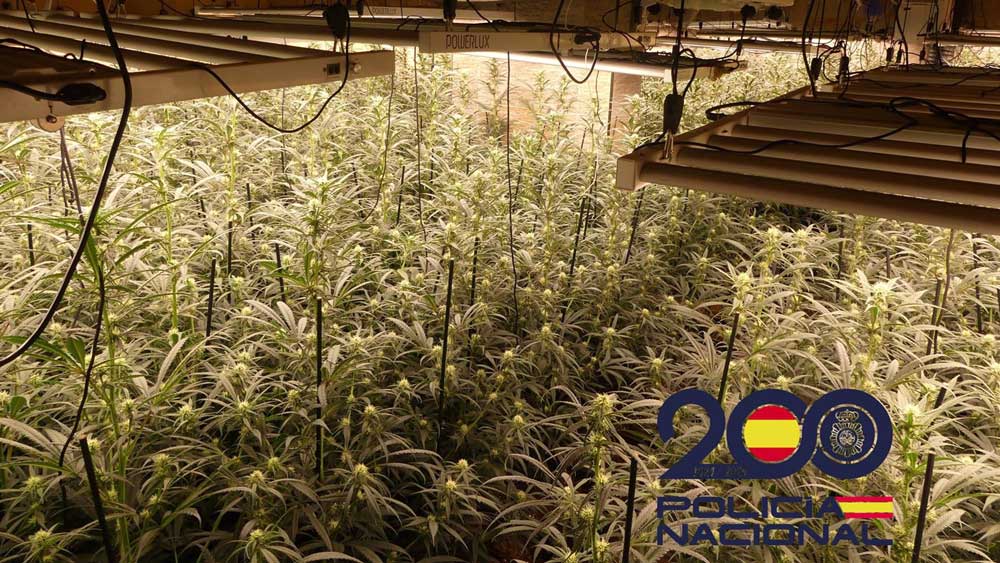 Plantación de marihuana. - Policía Nacional