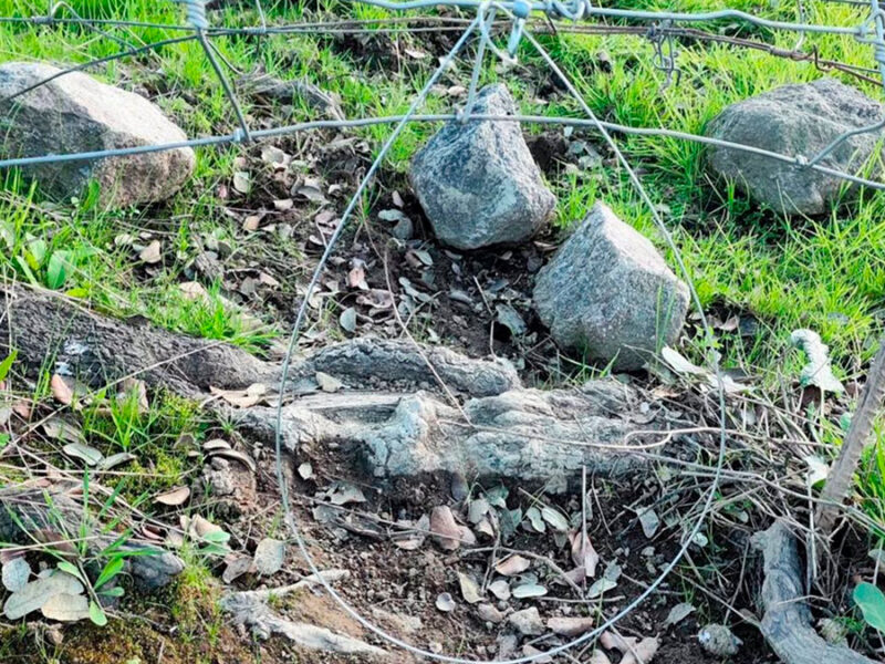 Investigado en Constantina (Sevilla) por la muerte de cuatro zorros capturados con trampas prohibidas- Guardia Civil