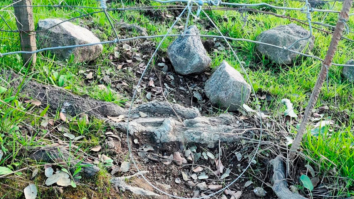 Investigado en Constantina (Sevilla) por la muerte de cuatro zorros capturados con trampas prohibidas- Guardia Civil