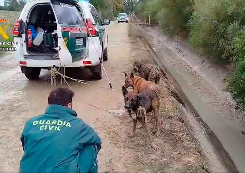 La Guardia Civil rescata a tres perros en Dos Hermanas