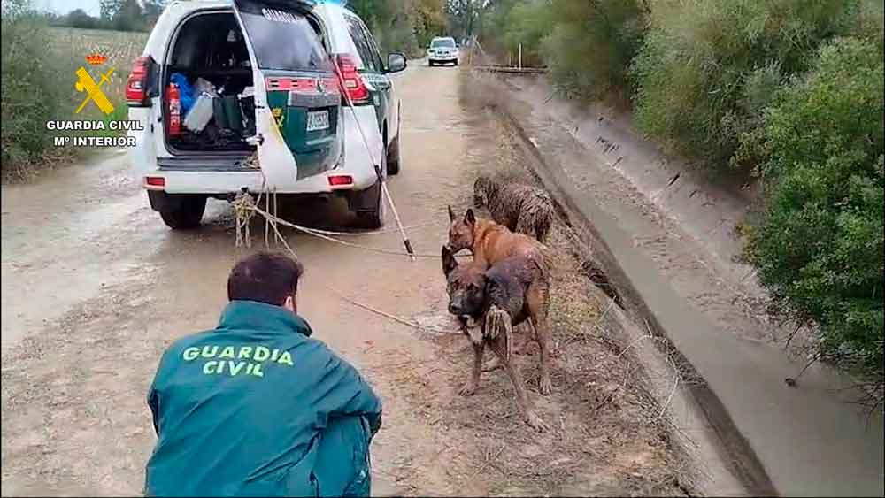 La Guardia Civil rescata a tres perros en Dos Hermanas
