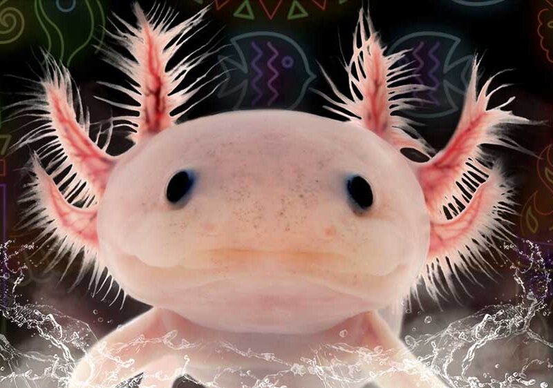 Ajolote. - Acuario de Sevilla