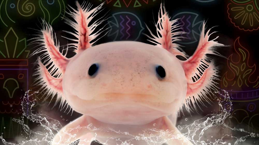 Ajolote. - Acuario de Sevilla