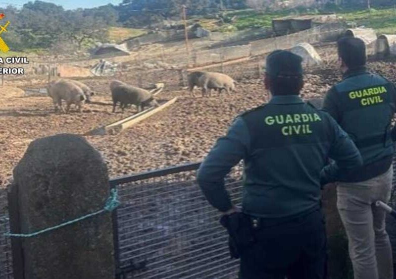 Los cerdos recuperados fueron devueltos a su dueño. - Guardia Civil