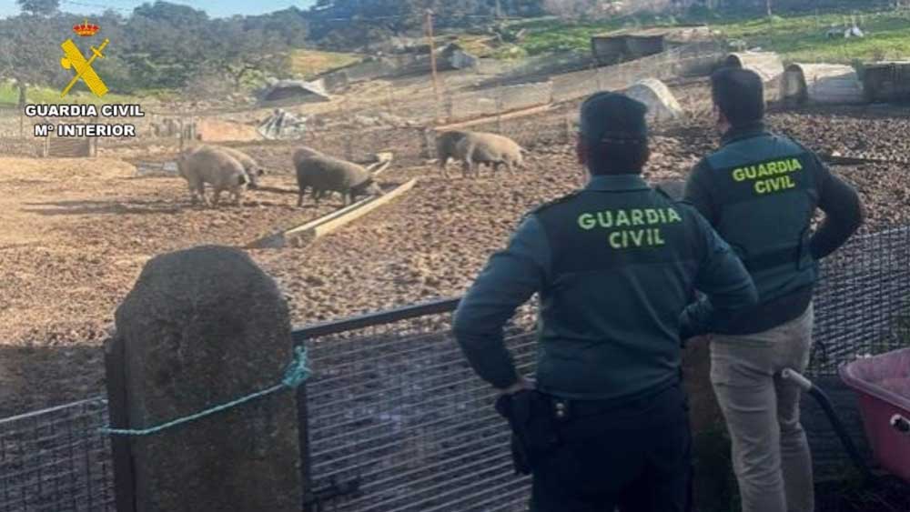 Los cerdos recuperados fueron devueltos a su dueño. - Guardia Civil