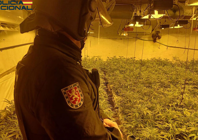 Cultivo de marihuana indoor. - Policía Nacional