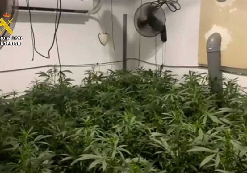 Un detenido por una plantación de marihuana con más de 1.000 plantas en una nave industrial de Lebrija. - Guardia Civil