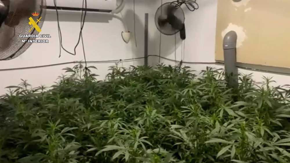 Un detenido por una plantación de marihuana con más de 1.000 plantas en una nave industrial de Lebrija. - Guardia Civil