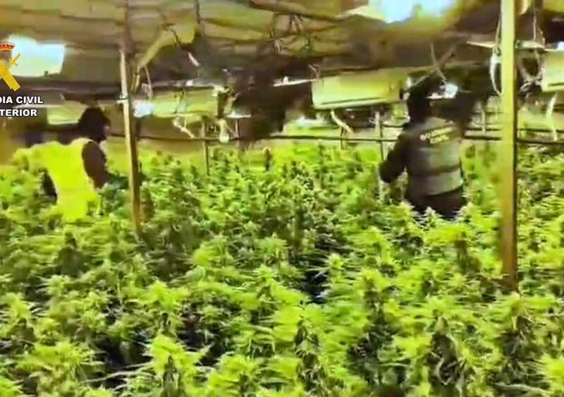 La plantación de marihuana intervenida en El Rubio - Guardia Civil