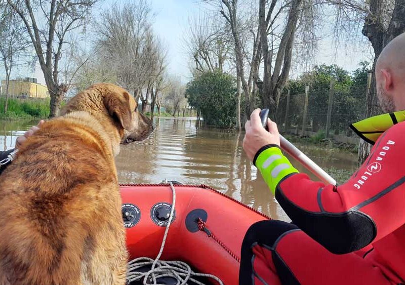 Rescate de un hombre y su perro en La Algaba. - Bomberos del Aljarafe