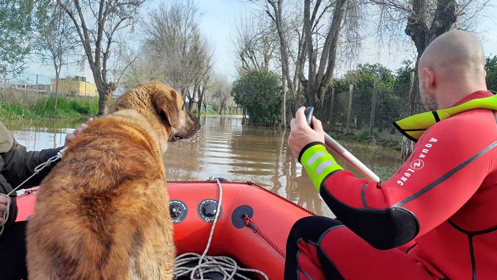 Rescate de un hombre y su perro en La Algaba. - Bomberos del Aljarafe
