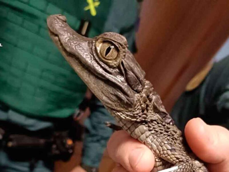 Animal exótico intervenido en la Operación Rigua. - GUARDIA CIVIL