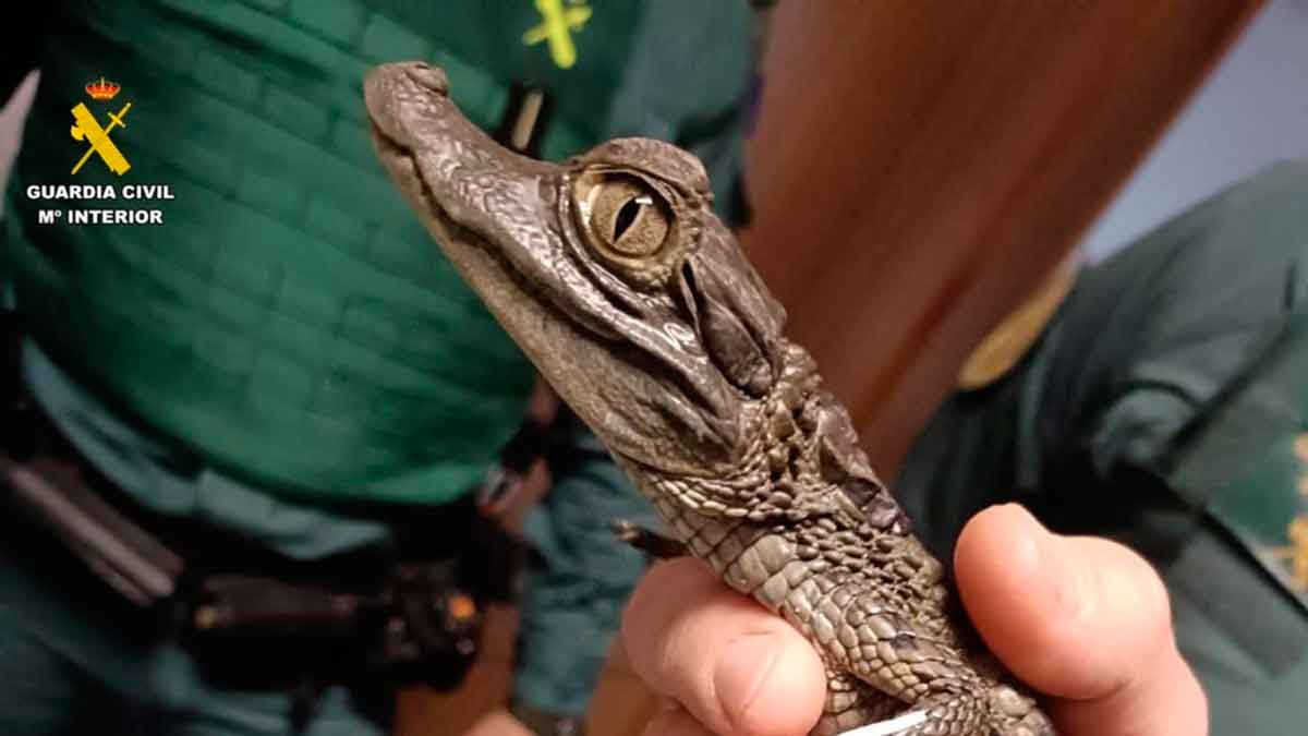 Animal exótico intervenido en la Operación Rigua. - GUARDIA CIVIL