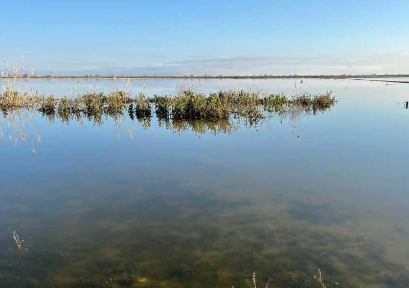 Terreno inundado en Las Cabezas de San Juan. - Ayuntamiento de Las Cabezas de San Juan