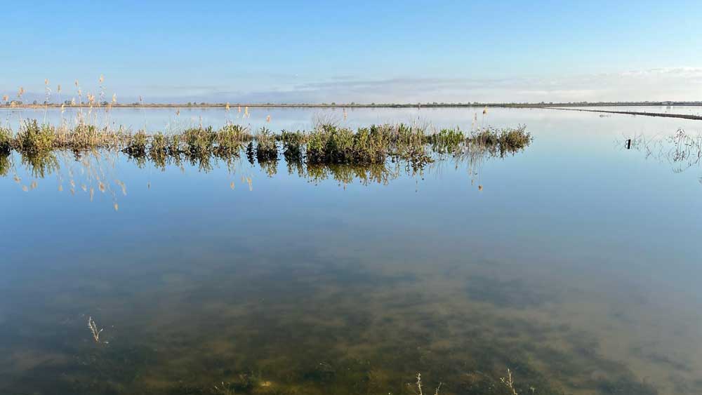 Terreno inundado en Las Cabezas de San Juan. - Ayuntamiento de Las Cabezas de San Juan