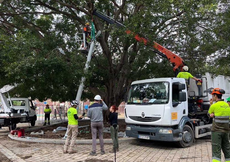 Recuperación de Ficus del Parque Rectora Rosario Valpuesta. - Ayuntamiento de Sevilla